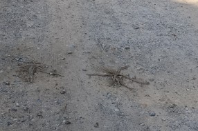 Raskrsnica Bagremove i Kosovske ulice - nastavak radova?