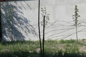 Budući park u gradu...