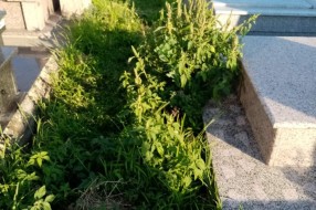 Neodržavano groblje (Crkveni deo) u Dudovoj šumi