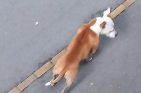 Pit bul šeta slobodno