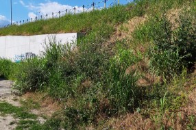 Majšanski most zapušten travom i rastinjem