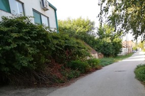 Rasadnik ambrozije u Ulici Staniše Neorčića