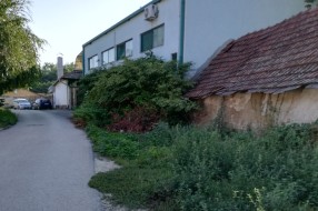 Rasadnik ambrozije u Ulici Staniše Neorčića