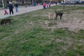 Psi lutalice na Prozivci (kod bazena)