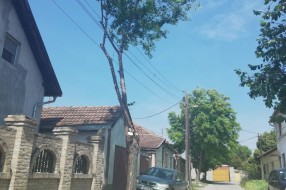 Orezivanje drveta