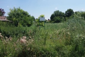 Nepokošena Jasibara rasadnik ambrozije