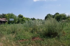 Nepokošena Jasibara rasadnik ambrozije
