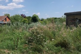 Nepokošena Jasibara rasadnik ambrozije