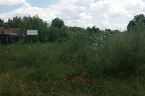Nepokošena Jasibara rasadnik ambrozije