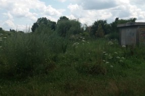 Nepokošena Jasibara rasadnik ambrozije