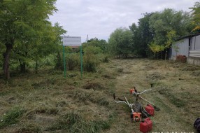 Nepokošena Jasibara rasadnik ambrozije