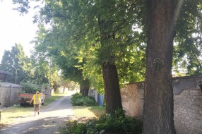 Potrebno skresati krošnje u Ulici Josipa Eugena Tomića