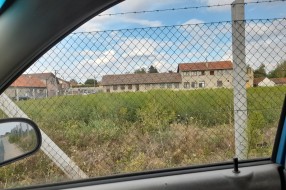 Polje ambrozije u Bajnatskoj ulici