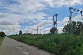 Ambrozija i ostali korovi pored nove pruge (na Paliću, u ulici Marka Oreškovića)