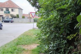 Rastinje iz dvorišta