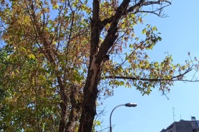Suva grana na ulazu u zgradu u Pazinskoj ulici