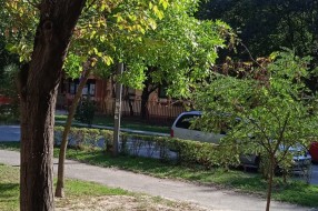 Suva grana na ulazu u zgradu u Pazinskoj ulici