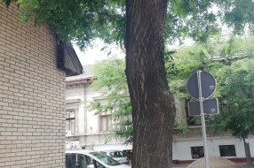 Orezati krošnju na uglu Braće Majer i Tolstojeve