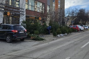Prodaja jelki sa parking površina kod pijace na Prozivci