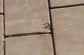 Oštećene nove kocke u velikom delu groblja Dudova šuma