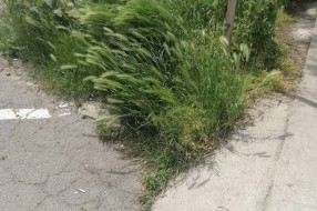Džungla iza Otvorenog univerziteta