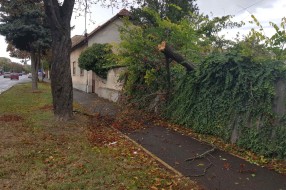 Odlomljeno stablo na Senćanskom putu