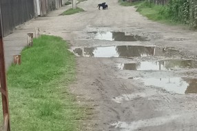 Psi lutalice u Mohačkoj ulici