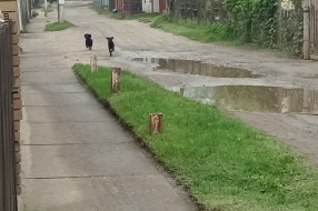 Psi lutalice u Mohačkoj ulici