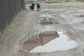 Psi lutalice u Mohačkoj ulici