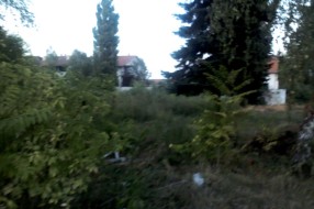 I nakon 2 meseca ambrozija nije pokosena u Kireskoj