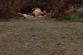 Teror smrada na Kelebiji