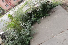Izvaljeno drvo i trotoar u Petrinjskoj
