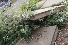 Izvaljeno drvo i trotoar u Petrinjskoj