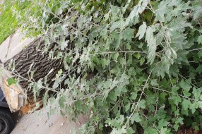 Izvaljeno drvo i trotoar u Petrinjskoj