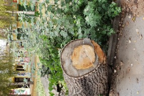 Izvaljeno drvo i trotoar u Petrinjskoj