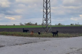Veliki problem sa psima lutalicama na Bikovu