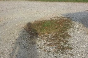 Suvo stablo na parkingu ispred Gradskog bazena u Dudovoj šumi