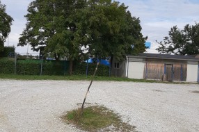 Suvo stablo na parkingu ispred Gradskog bazena u Dudovoj šumi