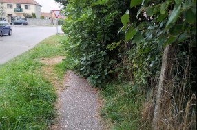 Rastinje iz dvorišta (Teslino naselje)