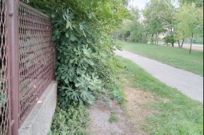 Rastinje iz dvorišta (Teslino naselje)