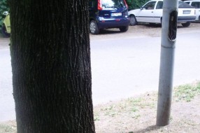 Nebezbedna bandera na Paliću