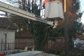 Koliko je potrebno vremena da se poseče jedno drvo
