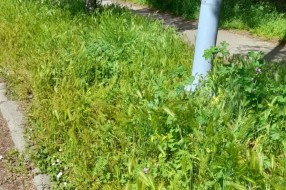 Zar ovako treba da izgleda centar grada (Košenje trave)