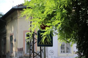 Saobraćajni znakovi STOP i pešački prelaz u Prvomajskoj zaklonjeni rastinjem