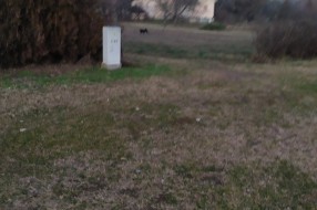 Svakodnevni napadi pasa na Palićkom putu