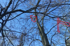 Opasne grane u dvorištu vrtića "Alisa"