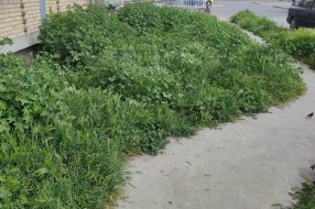 Kad Dudova šuma preraste u prašumu, a boćanje postane ekstremni sport