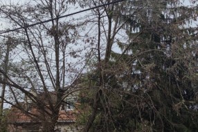 Žice od struje među granama drveća u ulici Blaška Rajića, ispred broja 54
