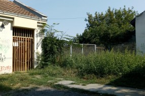Leglo Ambrozije blizu Ambulante 5