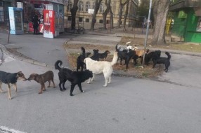Čopor gladnih lutalica hara Radijalcom i oko Mlečne pijace